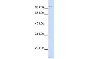 WB Suggested Anti-ZNF598 Antibody Titration:  0. (ZNF598 anticorps  (Middle Region))