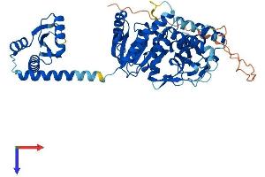 AlphaFold protein structure predicition of Human Recombinant MDH1B Protein, UniprotID Q5I0G3