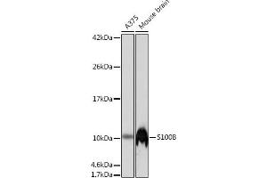 Western blot analysis of extracts of various cell lines, using S100 beta antibody (ABIN7270131) at 1:1000 dilution.