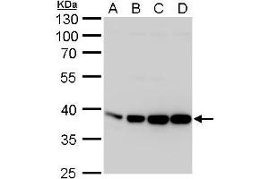 WB Image Aldolase A antibody detects Aldolase A protein by western blot analysis. (ALDOA anticorps)