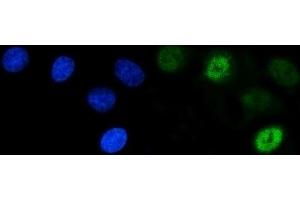 IF analysis of SCP3/SYCP3 using anti-SCP3/SYCP3 antibody (ABIN7602415). (SYCP3 anticorps  (AA 75-236))