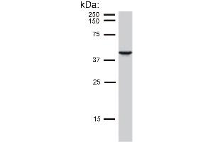 Detection of cytokeratin 19 in MCF-7 cell lysate by mouse monoclonal antibody BA-17 . (Cytokeratin 19 anticorps)