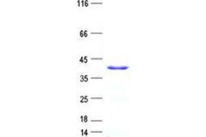 Validation with Western Blot
