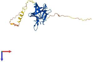AlphaFold protein structure predicition of Mouse Recombinant Fgf14 Protein, UniprotID P70379