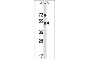 SEPT11 Antibody (Center) (ABIN1538350 and ABIN2848522) western blot analysis in  cell line lysates (35 μg/lane). (Septin 11 anticorps  (AA 353-382))