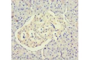 Immunohistochemistry of paraffin-embedded human pancreatic tissue using ABIN7150811 at dilution of 1:100 (DCTN3 anticorps  (AA 2-176))