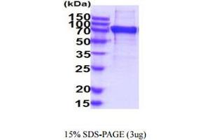SDS-PAGE (SDS) image for Sialic Acid Binding Ig-Like Lectin 7 (SIGLEC7) (AA 19-353) protein (hIgG-His-tag) (ABIN5854955) (SIGLEC7 Protein (AA 19-353) (hIgG-His-tag))