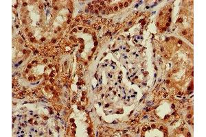 IHC image of ABIN7168497 diluted at 1:600 and staining in paraffin-embedded human kidney tissue performed on a Leica BondTM system. (RUVBL2 anticorps  (AA 281-444))
