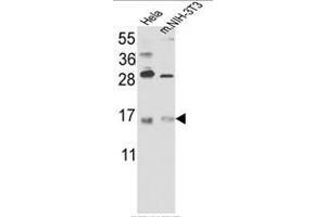 Western blot analysis of RBM3 Antibody (C-term) in Hela cell line lysates and mouse NIH-3T3 tissues lysates(35ug/lane). (RBM3 anticorps  (C-Term))