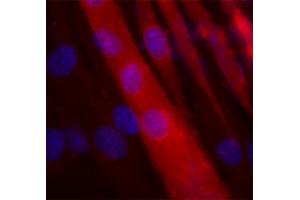 Indirect immunolabeling of PFA fixed C2C12 cells differentiated into myotubes (red, dilution 1 : 1000).
