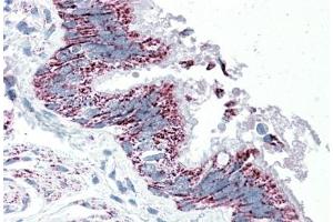 Immunohistochemistry (5μg/ml) staining of paraffin embedded Human Bronchus. (TTLL4 anticorps  (Internal Region))