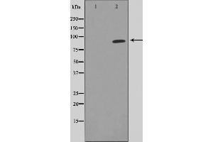 Western blot analysis of STAT5A expression in HeLa whole cell lysates,The lane on the left is treated with the antigen-specific peptide. (STAT5A anticorps)