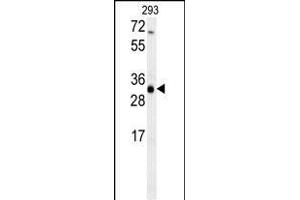 ERG25 Antibody (C-term) (ABIN657875 and ABIN2846831) western blot analysis in 293 cell line lysates (35 μg/lane). (SC4MOL anticorps  (C-Term))