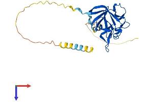 Fibroblast Growth Factor 13 (FGF13) (AA 1-245) protein (His tag)