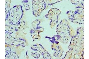 Immunohistochemistry of paraffin-embedded human placenta tissue using ABIN7145135 at dilution of 1:100 (Azurocidin anticorps  (AA 27-251))