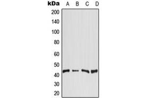 Western blot analysis of DGAT2 expression in Raji (A), HeLa (B), SP2/0 (C), H9C2 (D) whole cell lysates. (DGAT2 anticorps  (Center))