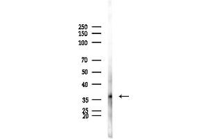 Western blot analysis of lysates from HepG2 cells(LPS, 4h treatment), using GAL Antibody at 1/1000 dilution.
