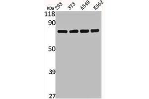 Western Blot analysis of 293 NIH-3T3 A549 K562 cells using Calpain 12 Polyclonal Antibody (CAPN12 anticorps  (Internal Region))