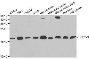 Western blot analysis of extracts of various cell lines, using UBE2V1 antibody. (UBE2V1 anticorps  (AA 1-147))