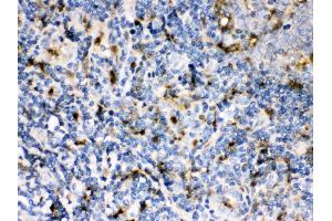 Anti- Cystatin A Picoband antibody, IHC(P) IHC(P): Human Tonsil Tissue