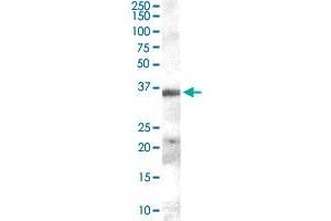 HAVCR2 polyclonal antibody  (0. (TIM3 anticorps)