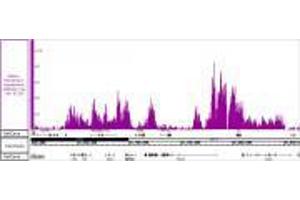 Histone H3K36me3 recombinant antibody (rAb) tested by ChIP-Seq  Chromatin immunoprecipitation (ChIP) was performed using the  High Sensitivity Kit  with 30 µg of HAP1 cell line- myeloid leukemia chromatin and 4 µg of Histone H3K36me3 antibody. (Recombinant Histone 3 anticorps  (H3K36me3))