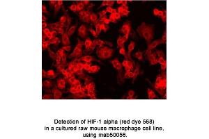 Image no. 6 for anti-Hypoxia Inducible Factor 1, alpha Subunit (Basic Helix-Loop-Helix Transcription Factor) (HIF1A) (AA 329-530) antibody (ABIN363210)