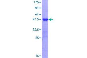 Image no. 1 for Interferon Stimulated Exonuclease Gene 20kDa (ISG20) (AA 1-181) protein (GST tag) (ABIN1308135)