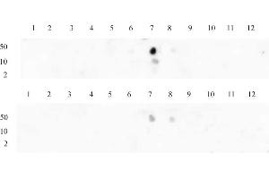 Histone H3 dimethyl Lys9 antibody tested by dot blot analysis.