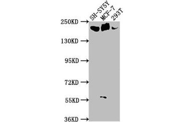 LAMa4 anticorps  (AA 1593-1823)