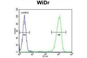 Flow cytometric analysis of WiDr cells (right histogram) compared to a negative control cell (left histogram) using Peroxin 2 / PEX2 / RNF72  Antibody .