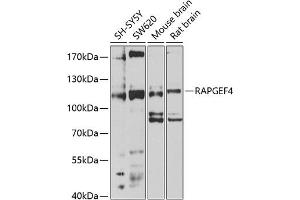Western blot analysis of extracts of various cell lines, using R antibody (ABIN1682483, ABIN3018977, ABIN3018978 and ABIN6220653) at 1:1000 dilution. (RAPGEF4 anticorps  (AA 1-210))