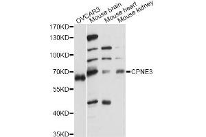 Western blot analysis of extracts of various cell lines, using CPNE3 antibody.