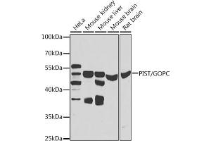 Western blot analysis of extracts of various cell lines, using PIST/PIST/GOPC antibody (ABIN6131713, ABIN6141276, ABIN6141278 and ABIN6223418) at 1:1000 dilution. (GOPC anticorps  (AA 195-454))