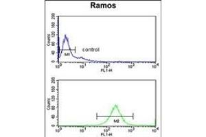 C7 Antibody (Center) (ABIN653210 and ABIN2842751) flow cytometry analysis of Ramos cells (bottom histogram) compared to a negative control cell (top histogram).