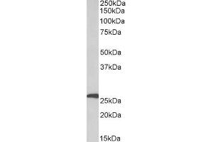 ABIN5539473 (1µg/ml) staining of Human Adipose lysate (35µg protein in RIPA buffer).