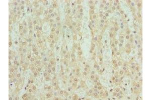 Immunohistochemistry of paraffin-embedded human adrenal gland tissue using ABIN7169356 at dilution of 1:100 (SERTAD1 anticorps  (AA 1-236))