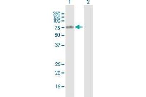 Western Blot analysis of TGM4 expression in transfected 293T cell line by TGM4 MaxPab polyclonal antibody.