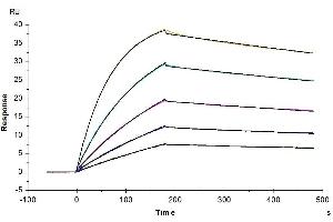 Cynomolgus IL-10 R alpha, His Tag immobilized on CM5 Chip can bind Cynomolgus IL-10, His Tag with an affinity constant of 0.
