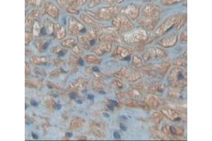 Used in DAB staining on fromalin fixed paraffin- embedded kidney tissue (Neudesin anticorps  (AA 32-172))