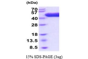 SDS-PAGE (SDS) image for Apolipoprotein H (Beta-2-Glycoprotein I) (APOH) (AA 20-345) protein (His tag) (ABIN5854770)
