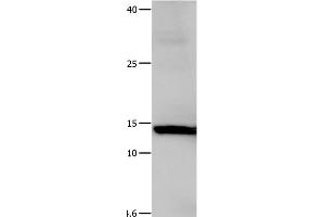 Western Blot analysis of Hela cell using Galectin 1 Polyclonal Antibody at dilution of 1:500 (LGALS1/Galectin 1 anticorps)