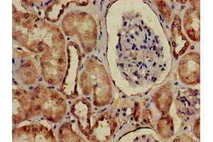 Immunohistochemistry of paraffin-embedded human kidney tissue using ABIN7167943 at dilution of 1:100