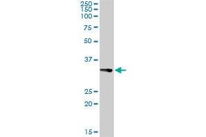 CENPH MaxPab rabbit polyclonal antibody. (CENPH anticorps  (AA 1-247))