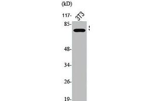 Western Blot analysis of NIH-3T3 cells using Phospho-Synapsin I (S9) Polyclonal Antibody