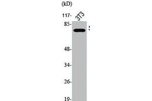 Western Blot analysis of NIH-3T3 cells using Phospho-Synapsin I (S9) Polyclonal Antibody (SYN1 anticorps  (pSer9))