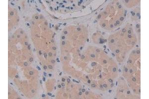 Detection of MPG1 in Human Kidney Tissue using Polyclonal Antibody to Macrophage Expressed Gene 1 Protein (MPG1) (MPEG1 anticorps  (AA 313-580))