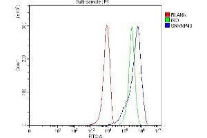 Flow Cytometry analysis of 293T cells using anti-SNRNP40 antibody (ABIN7601719). (SNRNP40 anticorps  (AA 43-357))