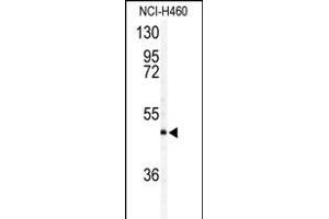 Western blot analysis of AIFM2 antibody (Center) (ABIN388147 and ABIN2846511) in NCI- cell line lysates (35 μg/lane). (AIFM2 anticorps  (AA 205-233))