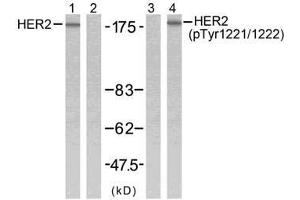 Western blot analysis of extracts from SK-OV3 cells using HER2 (Ab-1221/1222) antibody (E021071, Line 1 and 2) and HER2 (phospho-Tyr1221/Tyr1222) antibody (E011076, Line 3 and 4). (ErbB2/Her2 anticorps  (pTyr1221, pTyr1222))